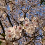 家族と過ごした桜の季節-2018
